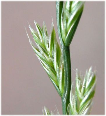 Lolium perenne