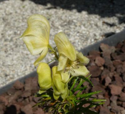Aconitum anthora - a