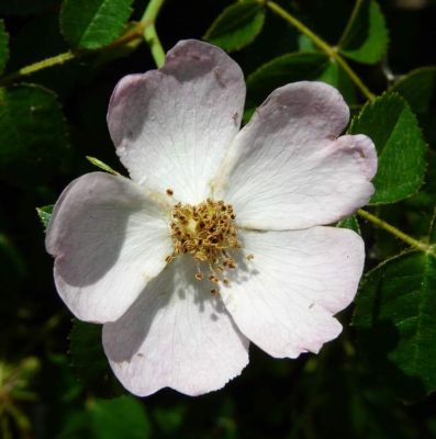 Rosa sicula - North America
