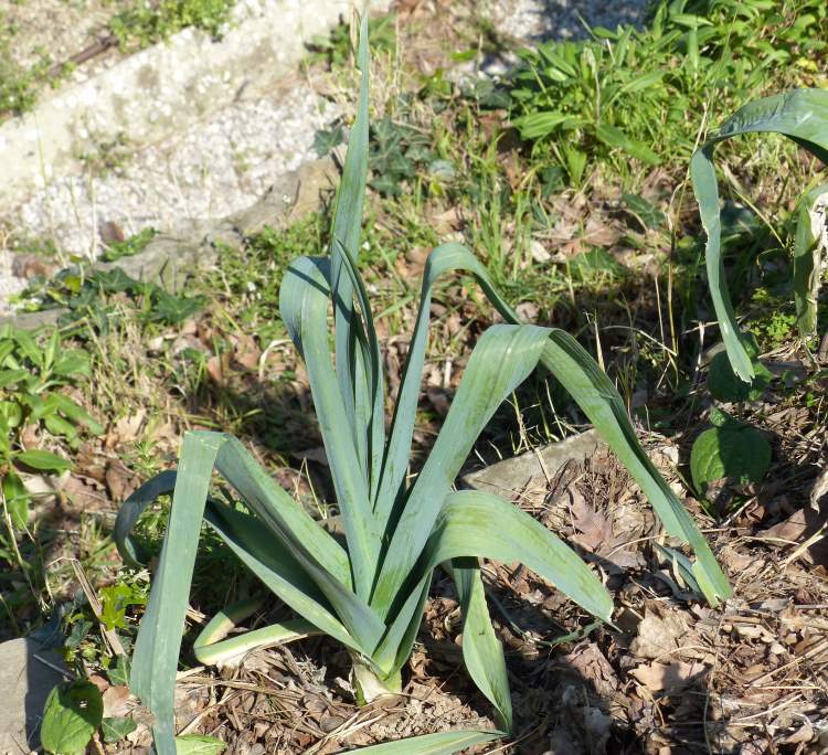 Allium ampeloprasum L.