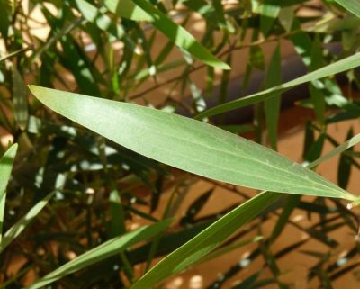 Acacia longifolia - a
