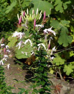Cleome spinosa - 