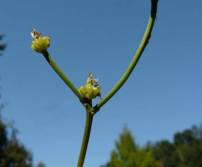 Crepis zacintha (L.) Loisel.