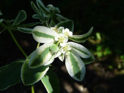 Euphorbia marginata Pursh