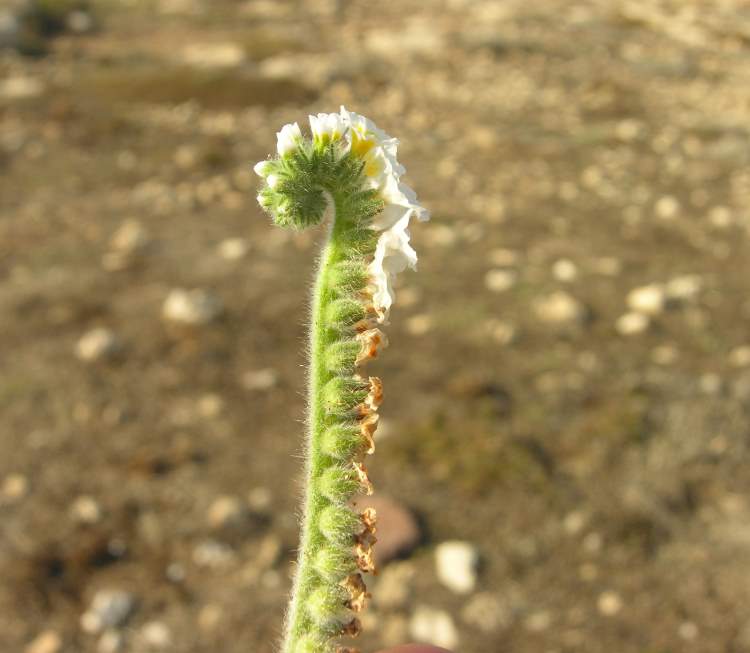 Heliotropium supinum L.