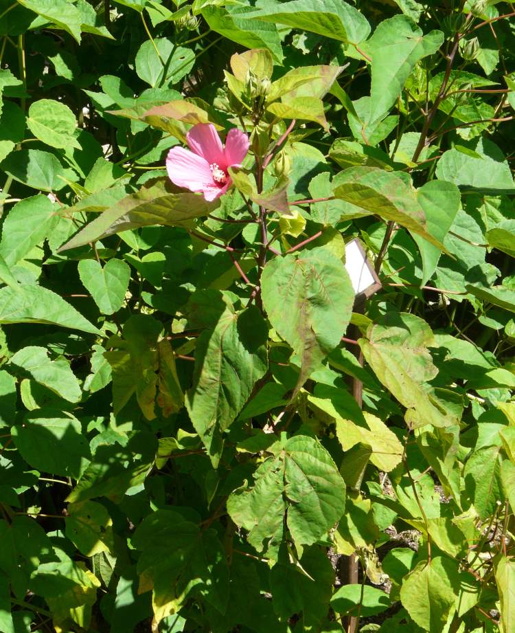 Hibiscus palustris L.