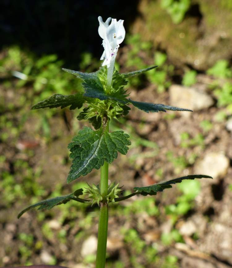 Lamium bifidum Cirillo subsp. bifidum