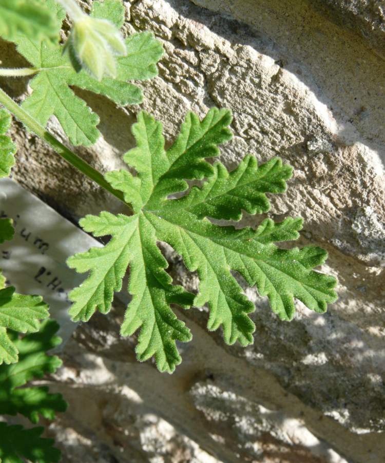 Pelargonium graveolens (Thunb.) L'HÃ©r.