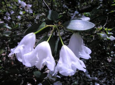 Rhododendron vaseyi - a