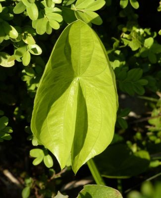 Sagittaria latifolia - 
