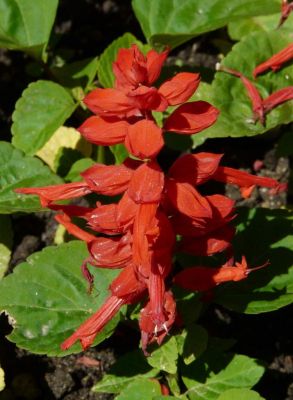 Salvia splendens - 