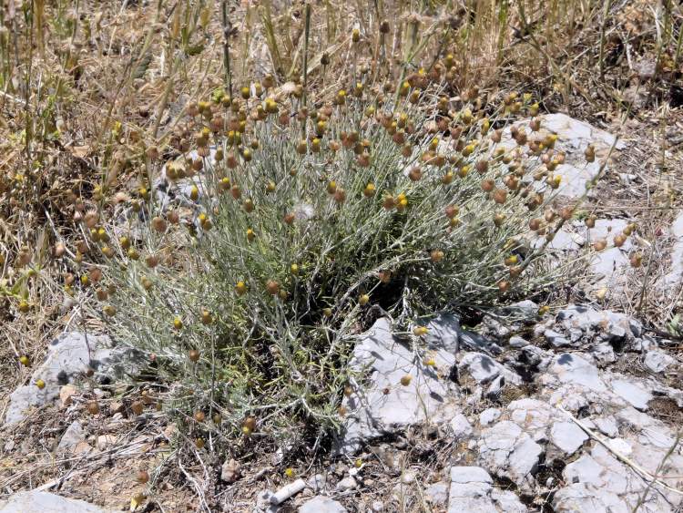 Phagnalon rupestre subsp. illyricum (H. Lindb.) Ginzb.