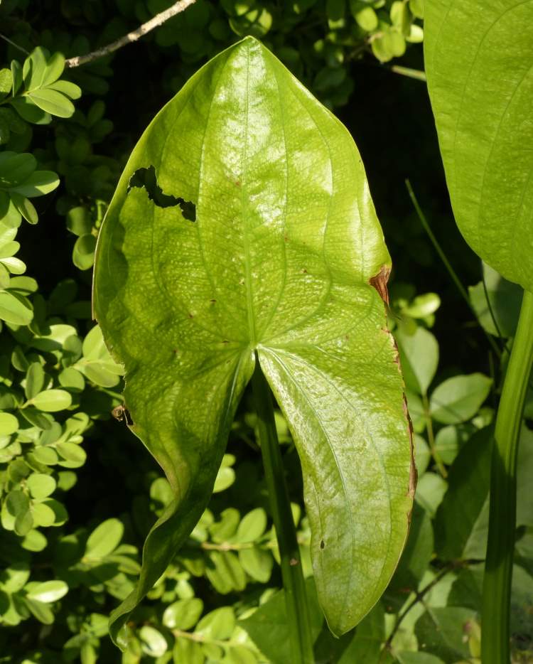 Sagittaria latifolia Willd.