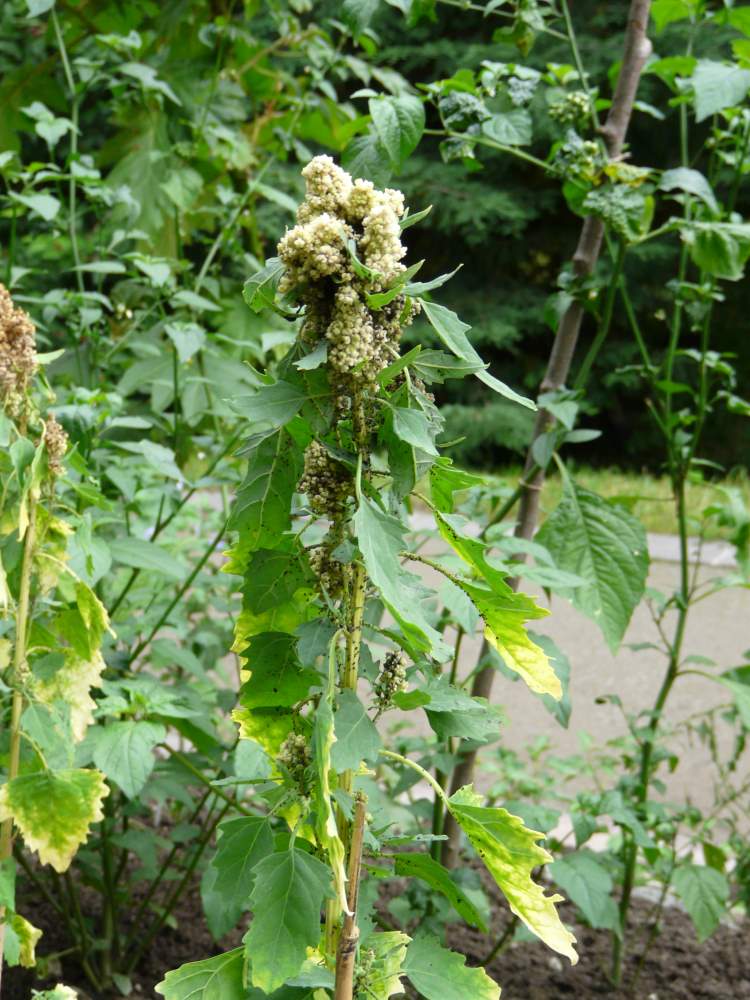 Chenopodium quinoa Willd.
