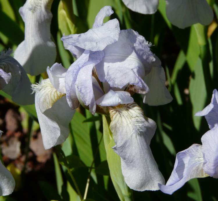Iris benacensis A. Kern. ex Stapf