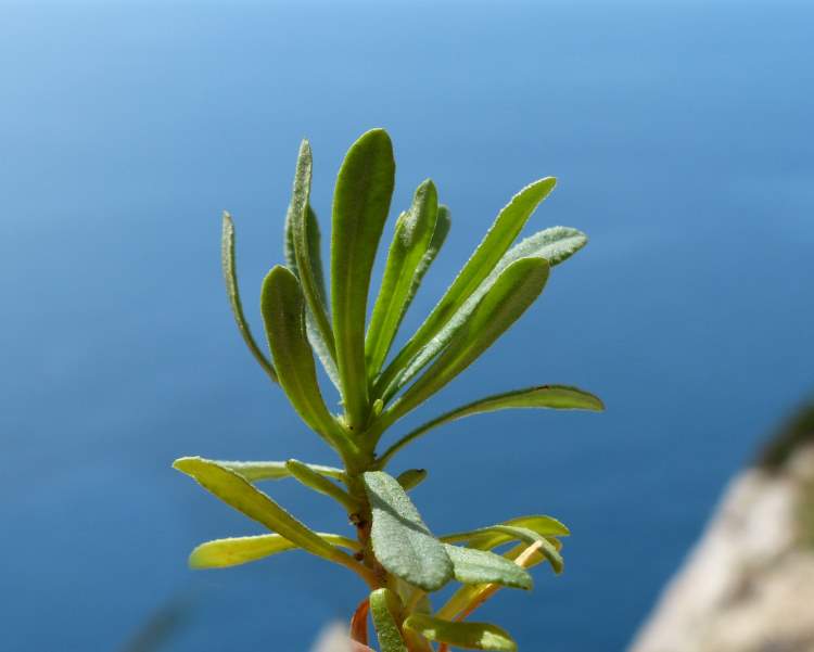 Limonium acutifolium (Rchb.) C. E. Salmon
