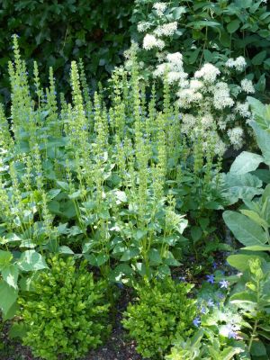 Salvia hispanica - 