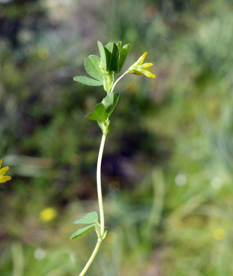 Trifolium micranthum Viv.