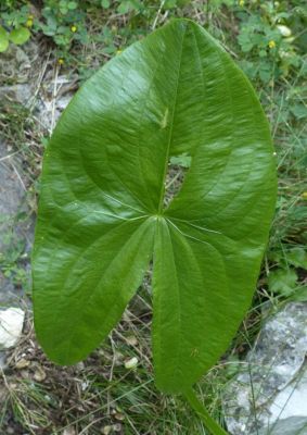 Sagittaria latifolia - a
