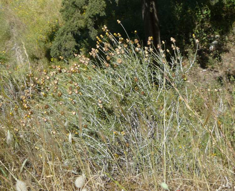 Phagnalon rupestre subsp. illyricum (H. Lindb.) Ginzb.