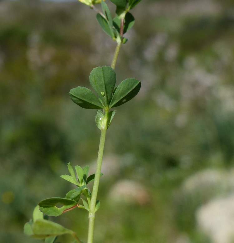 Trifolium micranthum Viv.