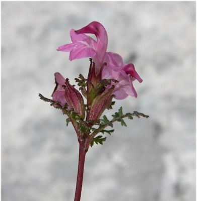 Pedicularis rostratocapitata Crantz subsp. rostratocapitata