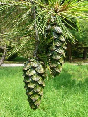 Pinus armandii