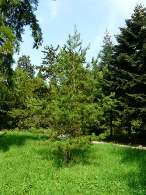Pinus funebris - a