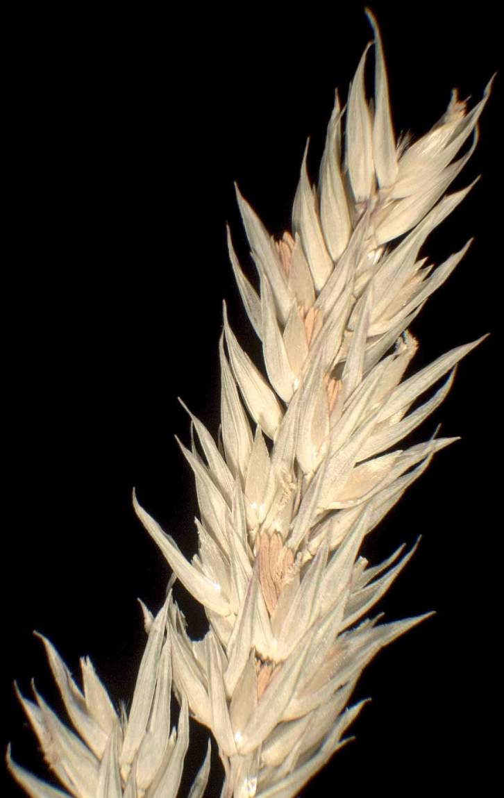 Phalaris arundinacea L. subsp. arundinacea