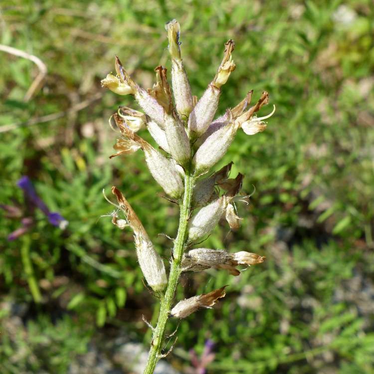 Astragalus monspessulanus L. subsp. wulfenii (W.D.J. Koch) Arcang.