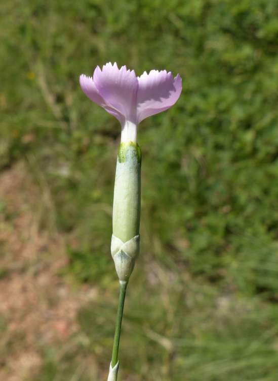 Dianthus sylvestris subsp. tergestinus (Rchb.) Hayek