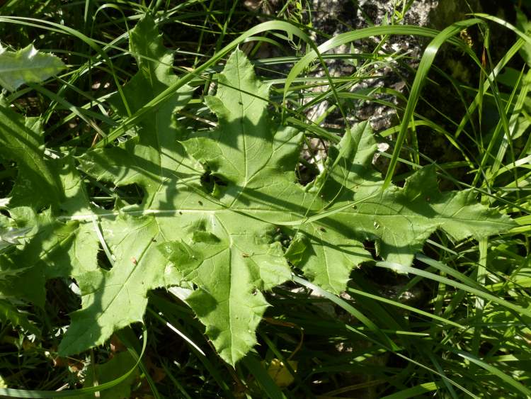 Echinops sphaerocephalus L. subsp. sphaerocephalus