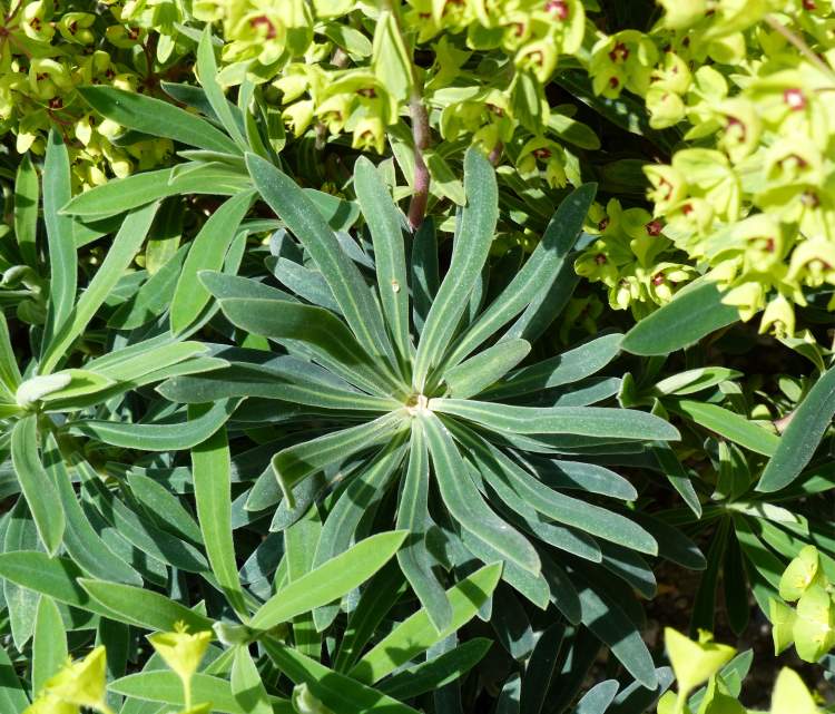 Euphorbia characias L.