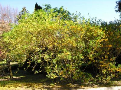 Forsythia x intermedia - a