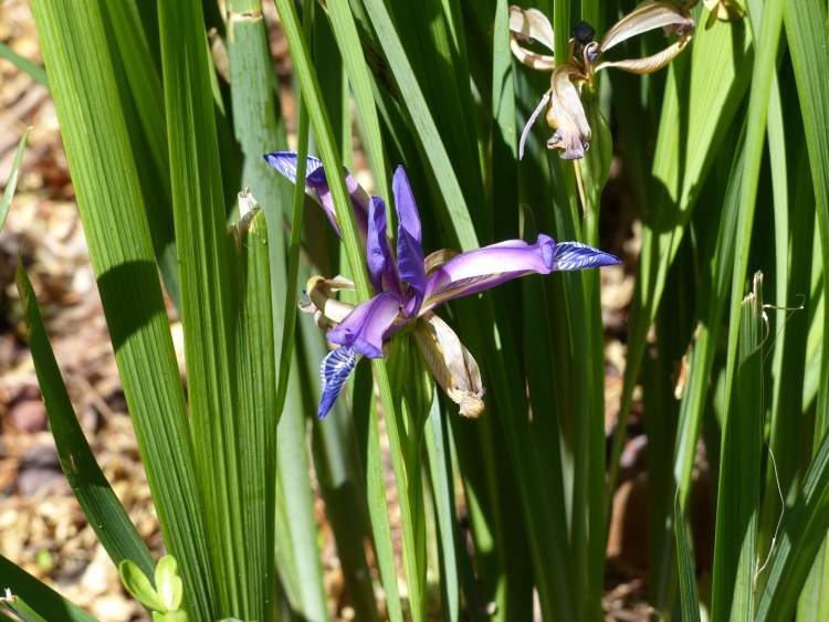 Iris graminea L.