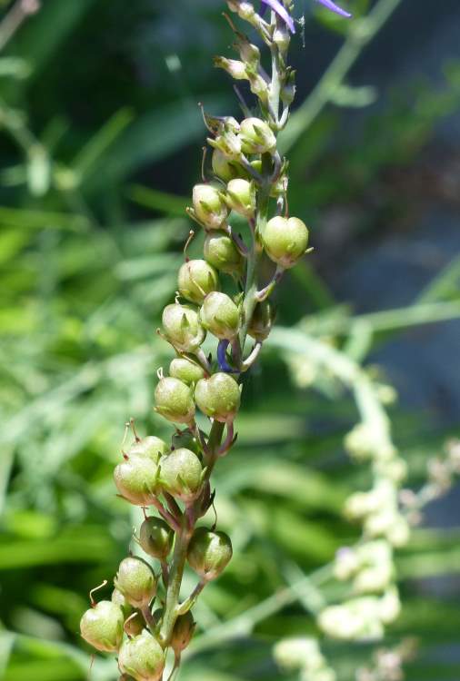 Linaria purpurea (L.) Mill.