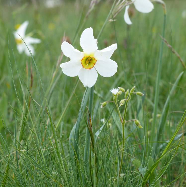 Narcissus radiiflorus Salisb.