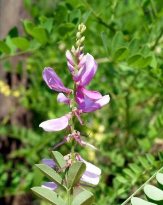 Indigofera tinctoria