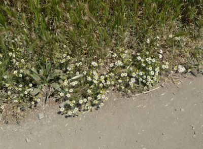 Matricaria chamomilla L.