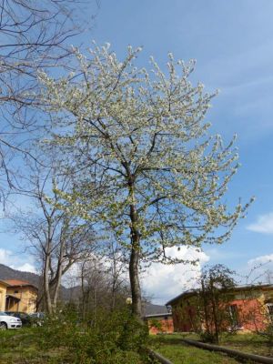 Prunus avium subsp. avium - 