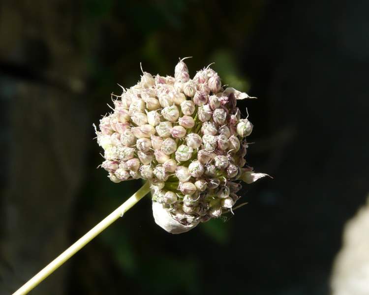 Allium sphaerocephalon L.