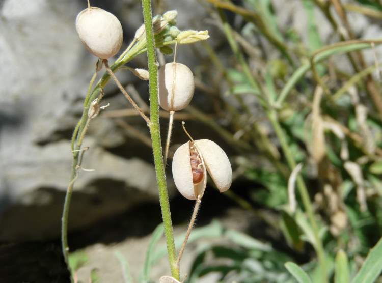 Aurinia sinuata (L.) Griseb.