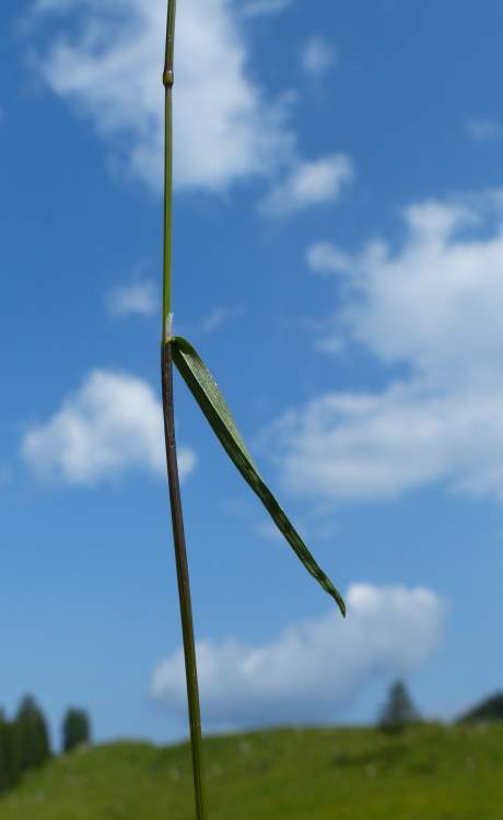 Bellardiochloa variegata (Lam.) KerguÃ©len
