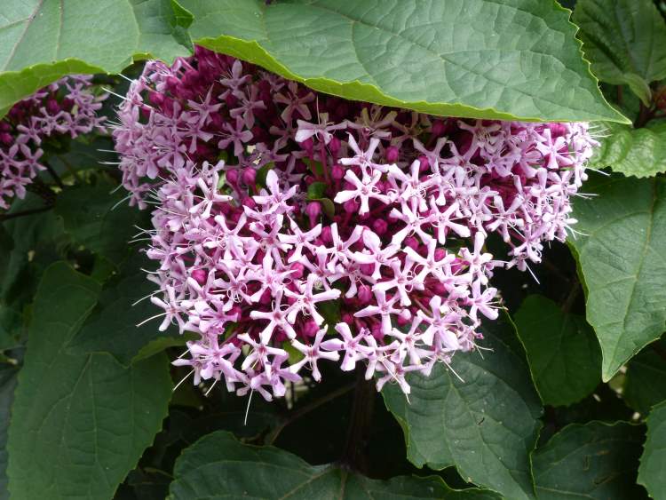 Clerodendrum bungei Steud.