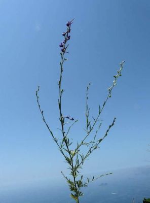Delphinium halteratum subsp. halteratum - 