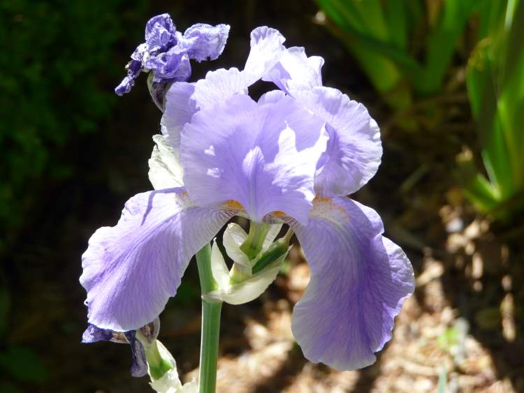 Iris pallida subsp. cengialti (Ambrosi ex A. Kern.) Foster