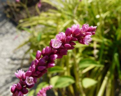 Persicaria orientalis - a