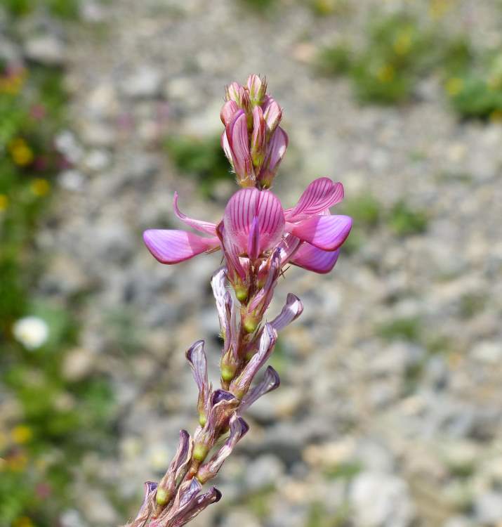 Onobrychis montana DC.