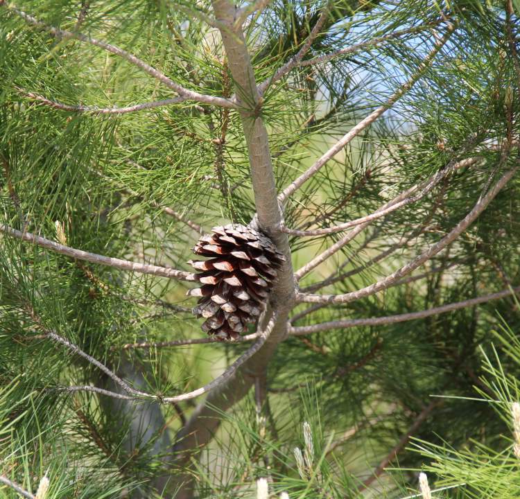 Pinus pinaster Aiton subsp. pinaster