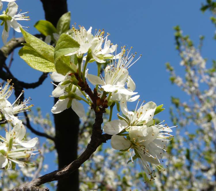 Prunus domestica L. subsp. domestica